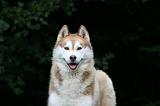 SIBERIAN HUSKY 969